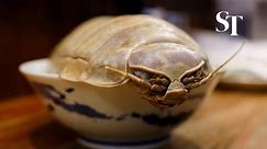 Giant isopod noodles tempt brave Taipei diners