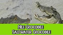 Nile Crocodile & Saltwater Crocodile - The Differences