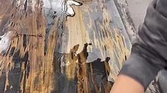 Sealing Pecky Cypress with our Black Label Countertop Epoxy 🪵 ##countertopepoxy##diy##resin##epoxy##resinart##design##art##resinpour##epoxyresin##wood##woodworking##sealwood##howto##tiktok