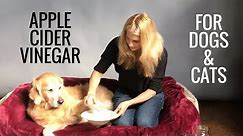 Apple Cider Vinegar for Dogs and Cats - Fleas, Allergies, Bladder Infections - Earth Clinic