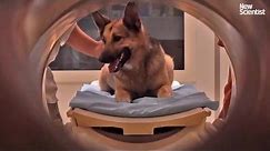 Brain scans show dogs understand what we say