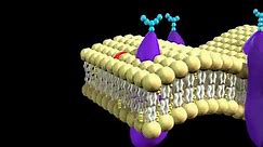Explaination of cell membrane 3d animation