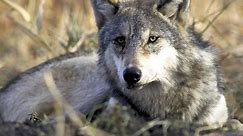 The return of wolves to Yellowstone Park