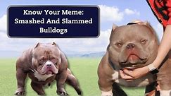 Why Inbred "Smashed And Slammed" Bulldogs Are Meme-worthy And Controversial