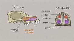 VNatomy - Canine Skull 3 - Nasal chambers, palate and mandible