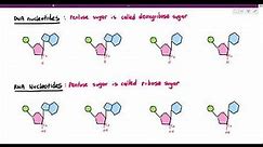 6-1 Nucleic Acids and Nucleotides (Cambridge AS & A Level Biology, 9700)
