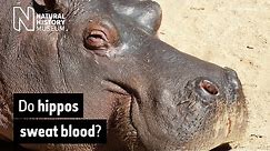 Do hippos sweat blood? | Natural History Museum