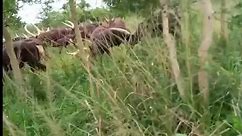 Ankole African cattle fighting 🤭eshi nyaburamwe🤭#animals #ankolecattlechallenge #ankolecattle #animalovers #viral #fypシ #africanbeauty #ankolehorns