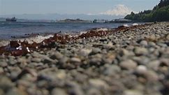 One of lowest tides of the year in western Washington on Thursday