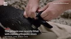 See why this penguin was fitted with custom shoes