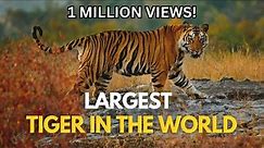 Largest Tiger in the World