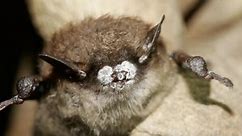 All About Bats (U.S. National Park Service)