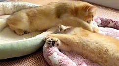 Very Funny Cat Reel 🤣🤣 #cat #catlover #FunnyCats #funnyanimals #funnyreels #petlover #funnypetvideos | Miserable Comfort