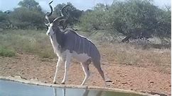 What an amazing sight!! SG Outdoors #kudus #kudu #rarebeauty #amazing #africa | S.P. Van Rensburg
