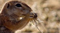 How Ground Squirrels Keep Cool in The Summer