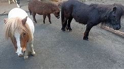Horse, Donkey, Cow, Deer, Camel for Breeding in Zoo Farm | Animal Farming in Zoo