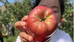 Harvesting Sweet Apple Fruit: Life on a Fresh Farm
