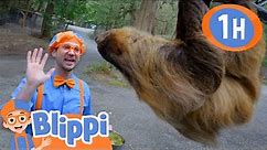 Blippi Visits Wildlife Park -Wolves & Other Animals | Animals for Kids | Learn about Animals