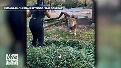 Raw video: Woman appears to taunt lion after climbing into Bronx Zoo enclosure
