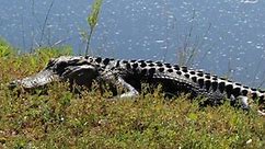 Woman killed in South Carolina alligator attack