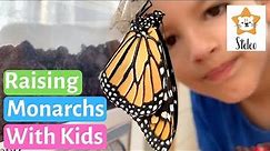 The Amazing Life Cycle of a Monarch Butterfly | Monarch Life Cycle for Kids
