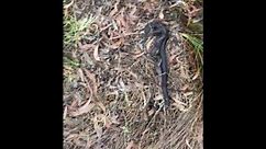 Person flips a piece of tin and finds an adult Tiger Snake underneath!