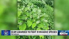$3.6M awarded to fight 31 invasive species in Michigan