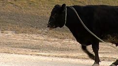 Cows, bulls wrangled after cattle hauler crash on I-80 in Joliet