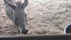 How To Feed And Take Care Of A Donkey