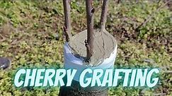 How to graft cherry bark grafting