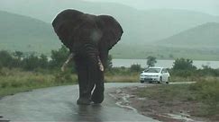 Big Big Big Elephant Walks By Our Car on Safari