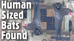 Human Sized Bats Have Been Found In The Philippines, giant golden-crowned flying, fox,