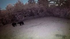 Wild Video Shows Two Bears ‘Dancing’ In Florida Homeowner’s Backyard