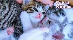 You Won’t Believe How Cute These Kittens Are: The Cutest Kittens Ever Video