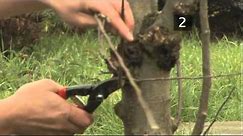 How To Prune Apple Trees Between Autumn And Spring