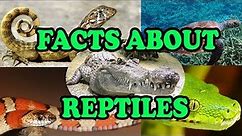 Facts about Reptiles - Science With Kids