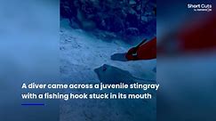 Good Samaritan diver pulls discarded fishing hook from frightened stingray's mouth