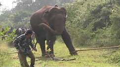 Huge elephant captured by wildlife officers !