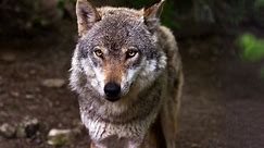 Gmina Dydnia ostrzega mieszkańców przed wilkami. Drapieżniki wielokrotnie widziane były w bliskim sąsiedztwie zabudowań