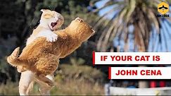 If your cat is Cat Cena #7 | memes | Cat Cena memes | try not to laugh | shibee.