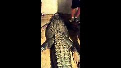 Footage shows record 920 pound alligator being caught in Lake Eufaula