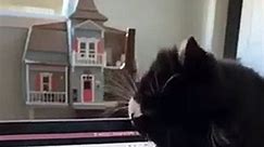 Cat Killing Laptop PETASTIC