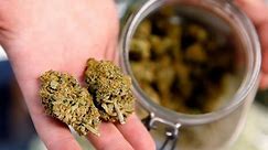 La marihuana cumple los criterios para ser reclasificada como droga de menor riesgo, según revisión de la FDA. ¿Qué significa esto?