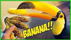 Banana Birb Tries a Baby Banana for the First Time! (AKA TOUCAN!!!)