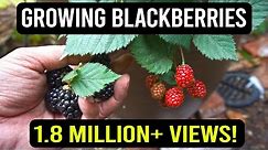 Growing Blackberries in Containers: The Complete Guide