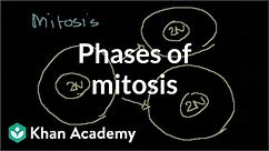 Phases of Mitosis