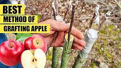 How to graft an apple tree | Grafting apple | apple Grafting technique