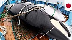 Japan to resume commercial whaling despite global outcry