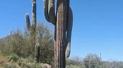 The Lifecycle of the Giant Saguaro Cactus