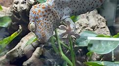Just another video of Tiki and Torch, my pair of Tokay geckos (Gekko gecko) enjoying some juicy hornworm caterpillars 😅! Follow for more reptile content! 🐛💥🦎 • #tokaygecko #reptiliatus #reptile #pet #animal #reels #viral #instagram #tokay #gecko #lizard #geckosofinstagram #reptilesofinstagram #lizardsofinstagram #tikithetokaygecko #blue #eating #food #bugs #petsofinstagram #animals #animalsofinstagram | Reptiliatus